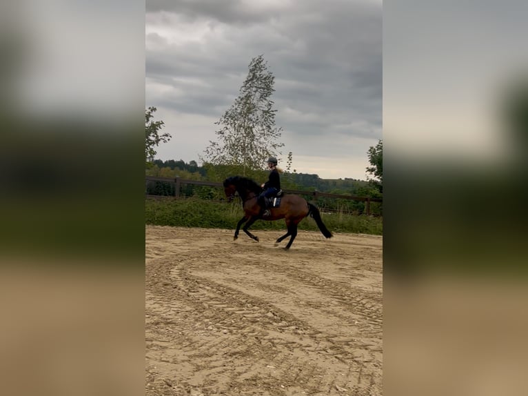 Holstein Giumenta 12 Anni 172 cm Baio in Chemnitz