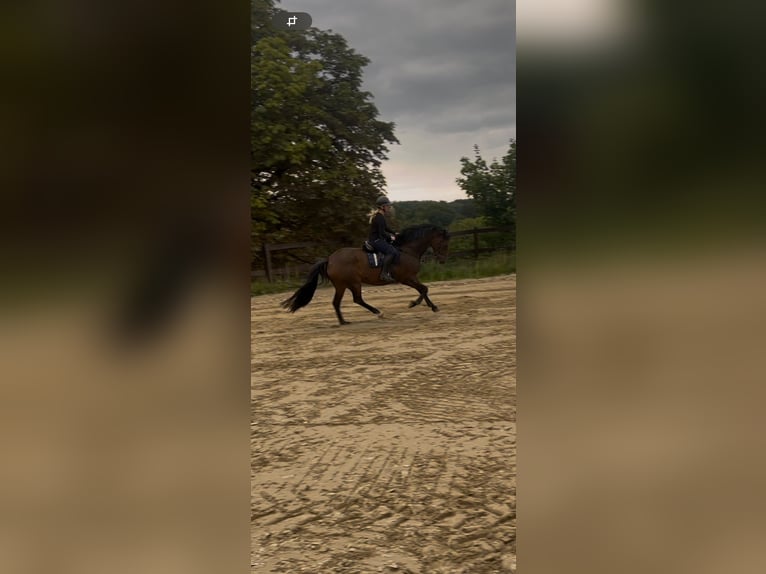 Holstein Giumenta 12 Anni 172 cm Baio in Chemnitz