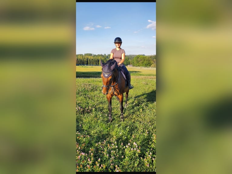 Holstein Giumenta 12 Anni 172 cm Baio in Chemnitz