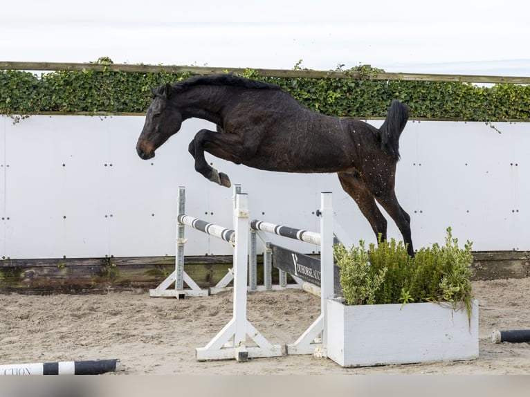 Holstein Giumenta 13 Anni 160 cm in Waddinxveen