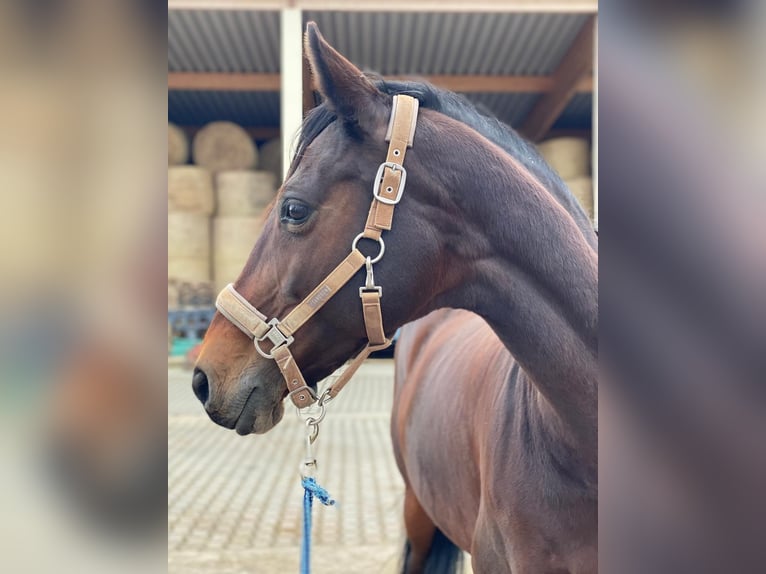 Holstein Giumenta 13 Anni 163 cm Baio in Roßdorf