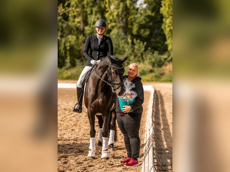 Holstein Giumenta 13 Anni 163 cm Baio nero in Schlalach