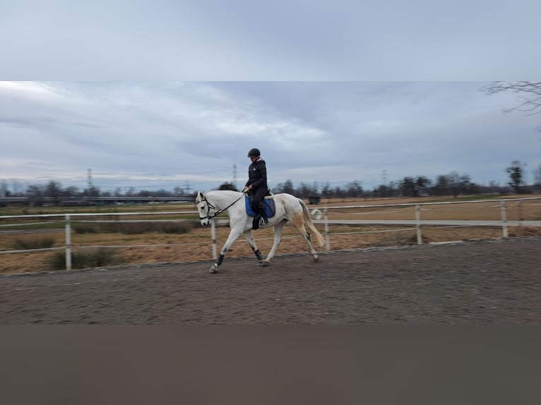 Holstein Giumenta 13 Anni 163 cm Grigio in Schwarzenberg