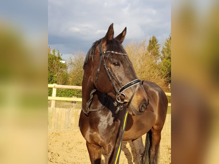 Holstein Giumenta 13 Anni 164 cm Baio in Linau