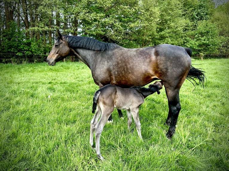 Holstein Giumenta 13 Anni 164 cm Baio scuro in Hamburg