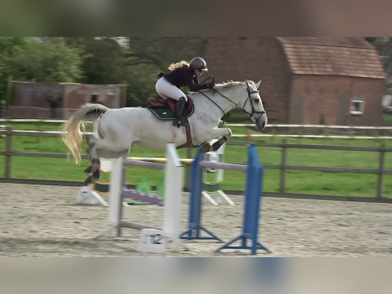 Holstein Giumenta 13 Anni 164 cm Grigio in Oppuurs