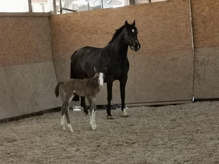 Holstein Giumenta 13 Anni 166 cm Baio scuro in Dietfurt an der Altmühl