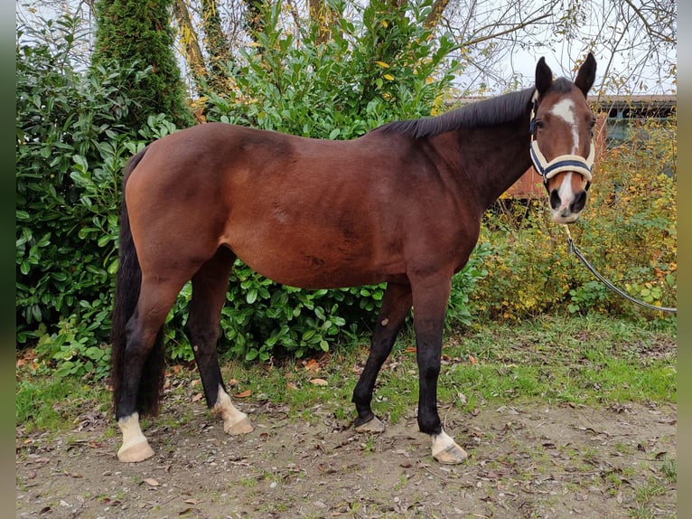 Holstein Giumenta 13 Anni 167 cm Baio in Königsbach-Stein