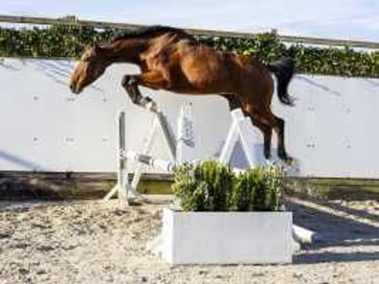 Holstein Giumenta 13 Anni 167 cm Baio in Waddinxveen