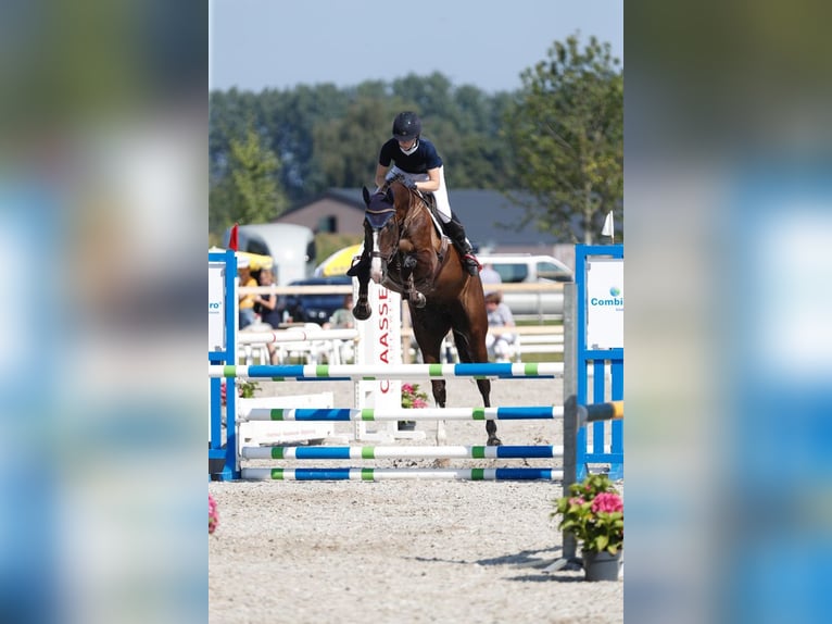 Holstein Giumenta 13 Anni 167 cm Baio nero in Bocholt