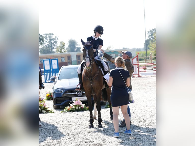 Holstein Giumenta 13 Anni 167 cm Baio nero in Bocholt