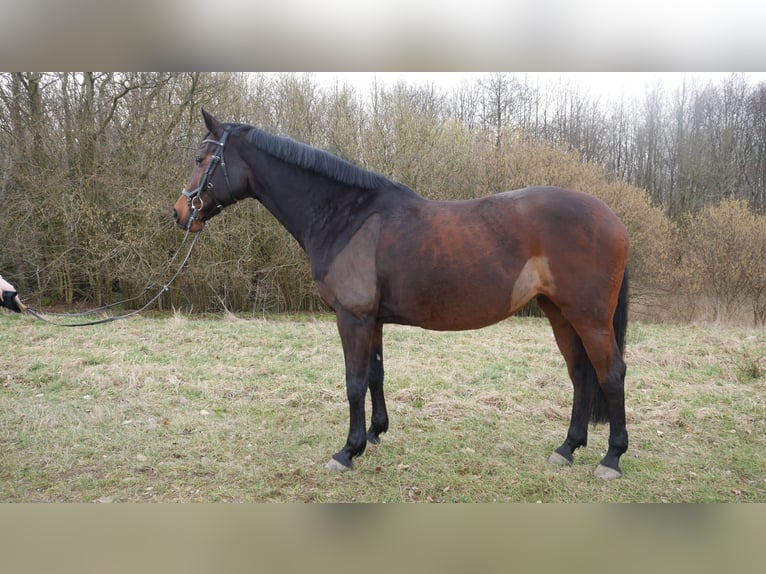 Holstein Giumenta 13 Anni 168 cm Baio scuro in Uelsby