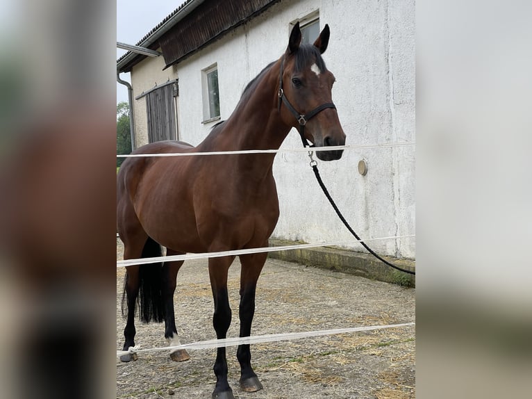 Holstein Giumenta 13 Anni 169 cm Baio in Münsingen