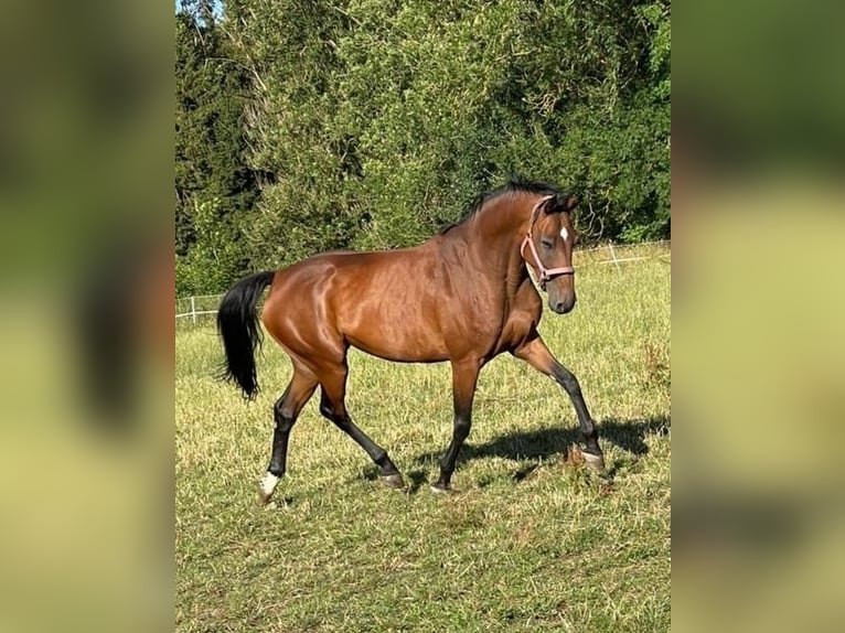 Holstein Giumenta 13 Anni 169 cm  in Münsingen