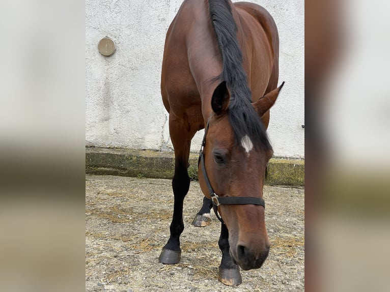 Holstein Giumenta 13 Anni 169 cm  in Münsingen