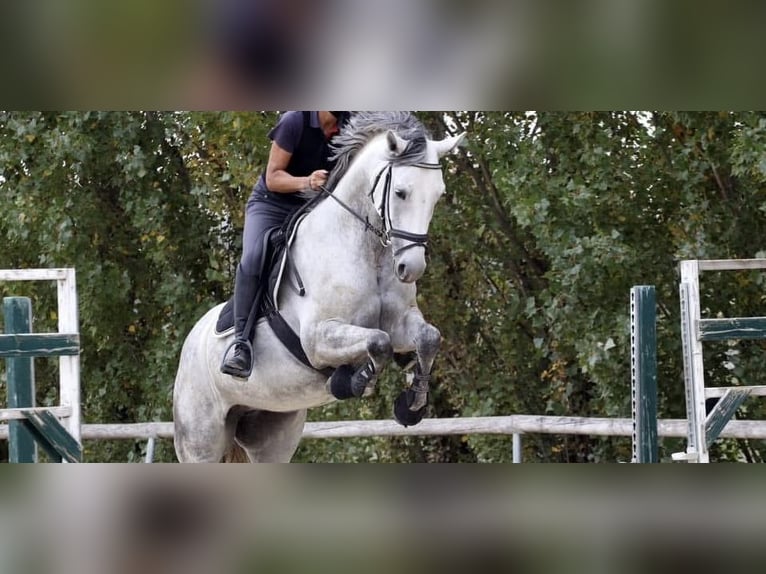 Holstein Giumenta 13 Anni 169 cm Grigio in Ebreichsdorf