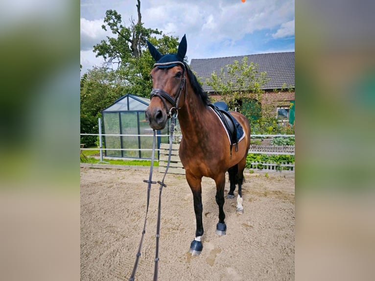 Holstein Giumenta 13 Anni 170 cm Baio in Straelen