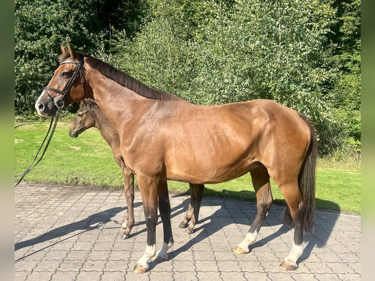 Holstein Giumenta 13 Anni 170 cm Baio in Oyten