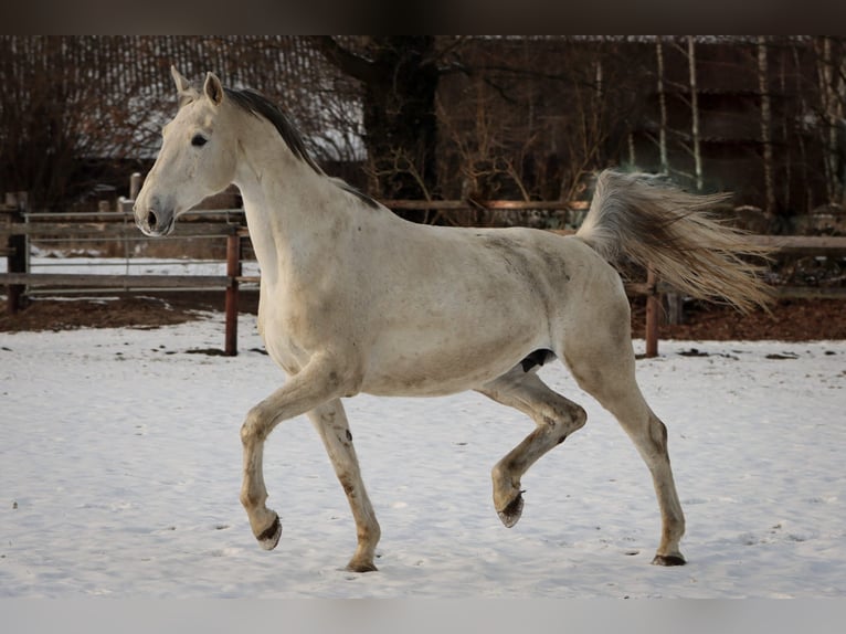 Holstein Giumenta 13 Anni 170 cm Grigio in Fehrenbötel