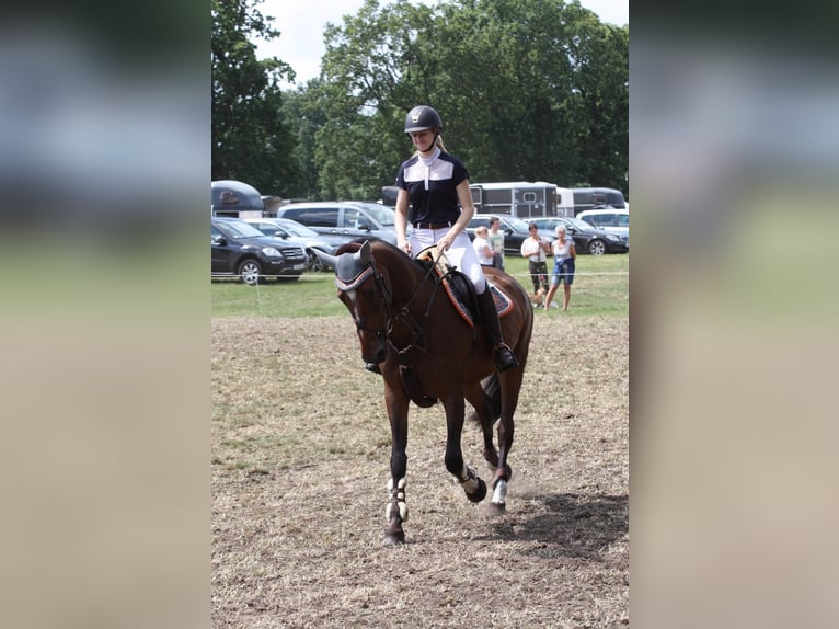 Holstein Giumenta 13 Anni 171 cm Baio in Kleve