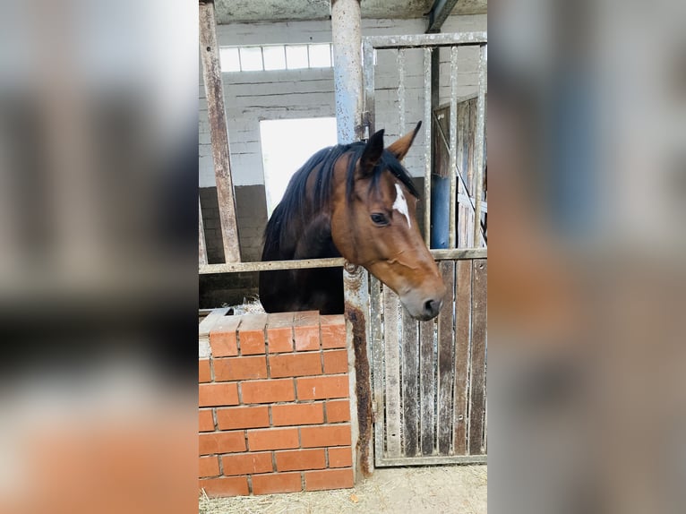 Holstein Mix Giumenta 13 Anni 172 cm Baio in Bissendorf