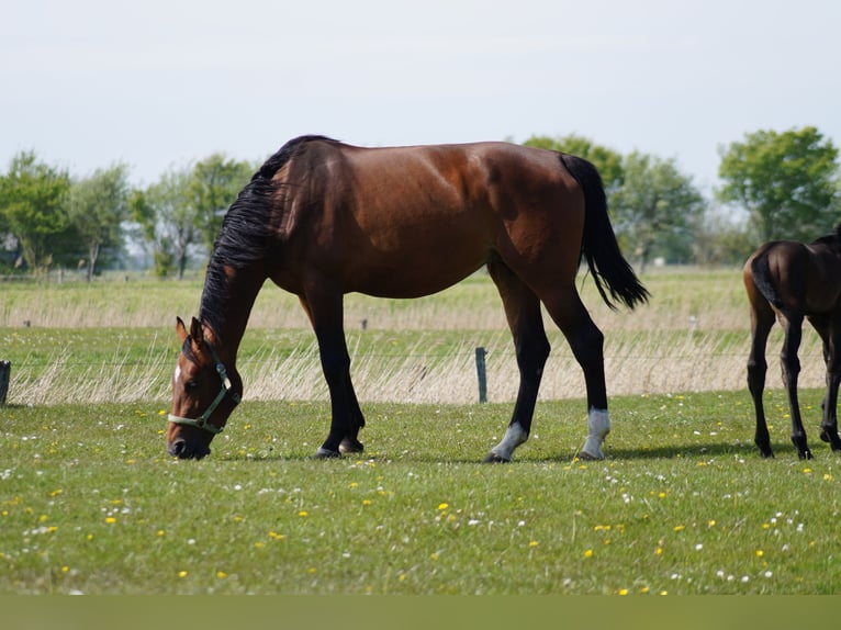 Holstein Giumenta 13 Anni 175 cm Baio in Witzwort