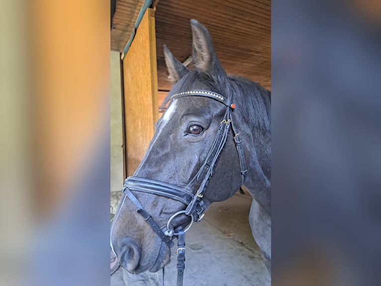 Holstein Giumenta 14 Anni 162 cm Baio scuro in Lemgow