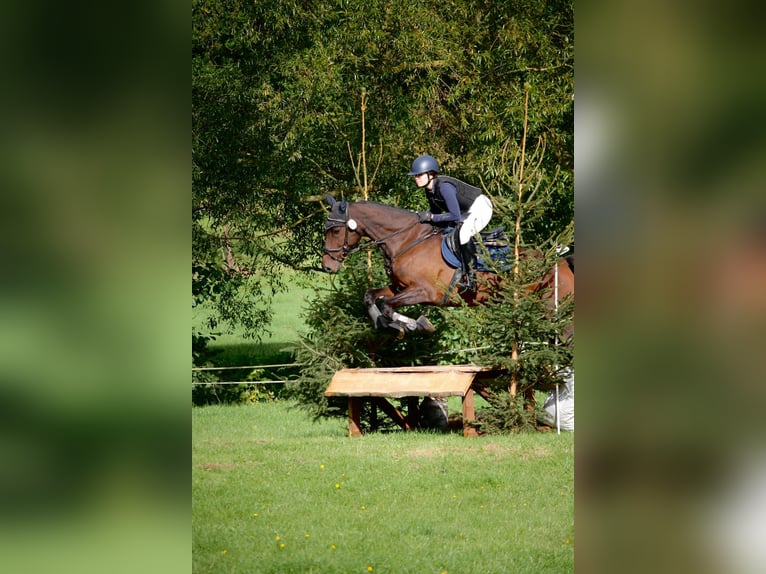 Holstein Giumenta 14 Anni 165 cm Baio in Bad Wildungen