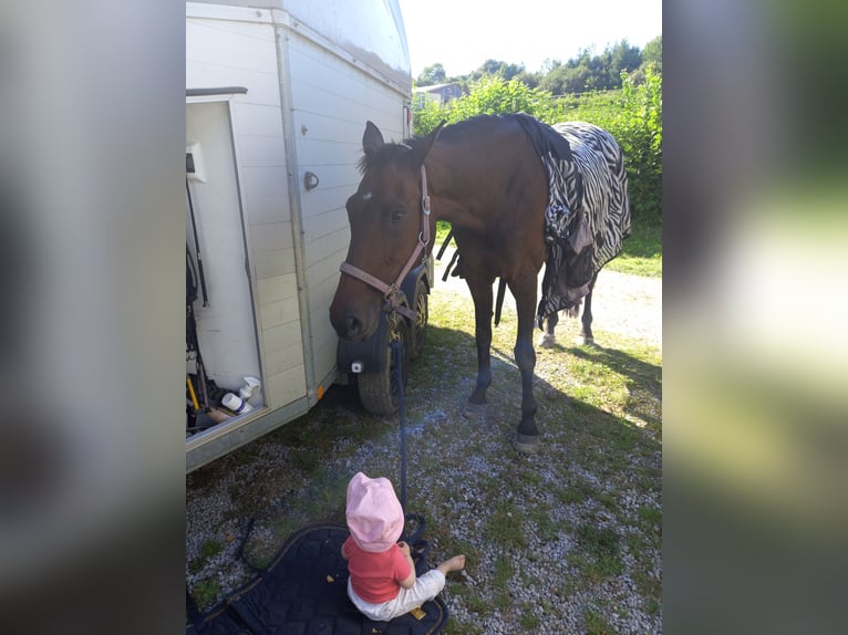 Holstein Giumenta 14 Anni 165 cm Baio in Bad Wildungen