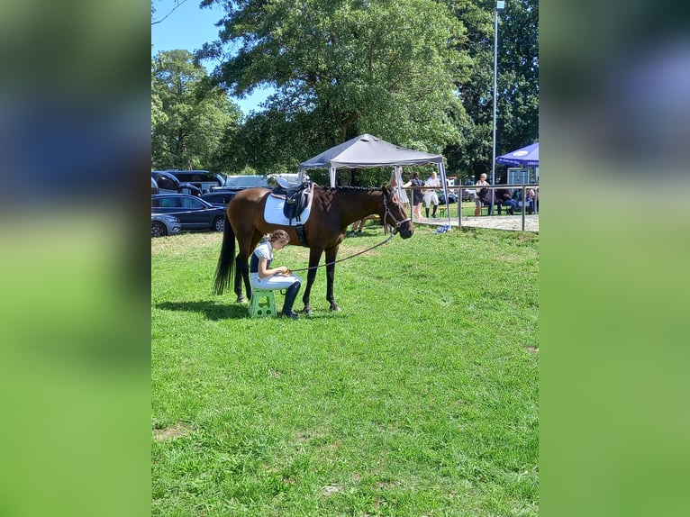 Holstein Giumenta 14 Anni 165 cm Baio in Bad Wildungen