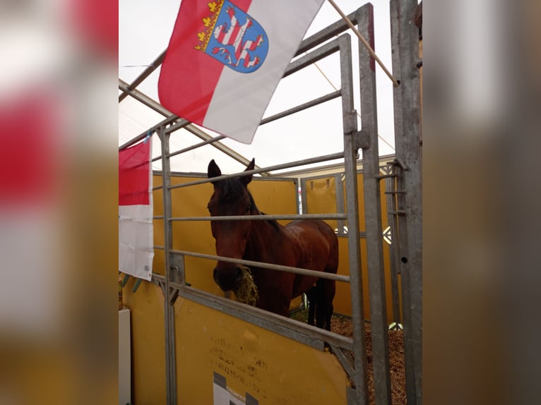 Holstein Giumenta 14 Anni 165 cm Baio in Bad Wildungen