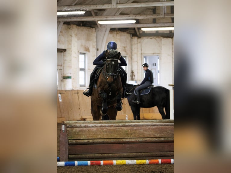 Holstein Giumenta 14 Anni 165 cm Baio in Bad Wildungen