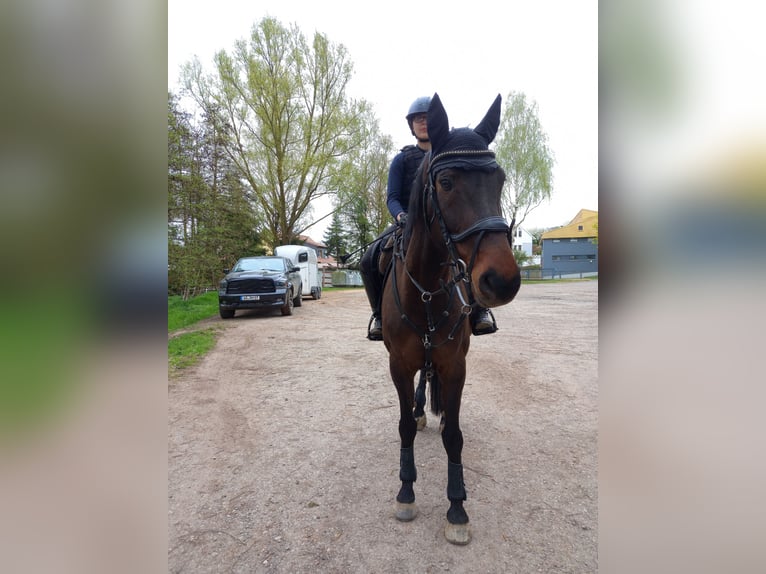 Holstein Giumenta 14 Anni 165 cm Baio in Bad Wildungen