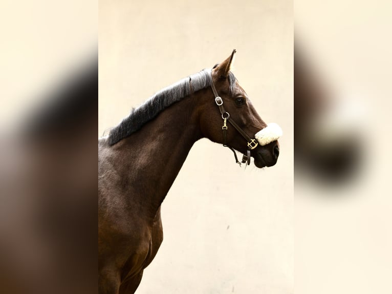 Holstein Giumenta 14 Anni 165 cm Baio in Słupsk