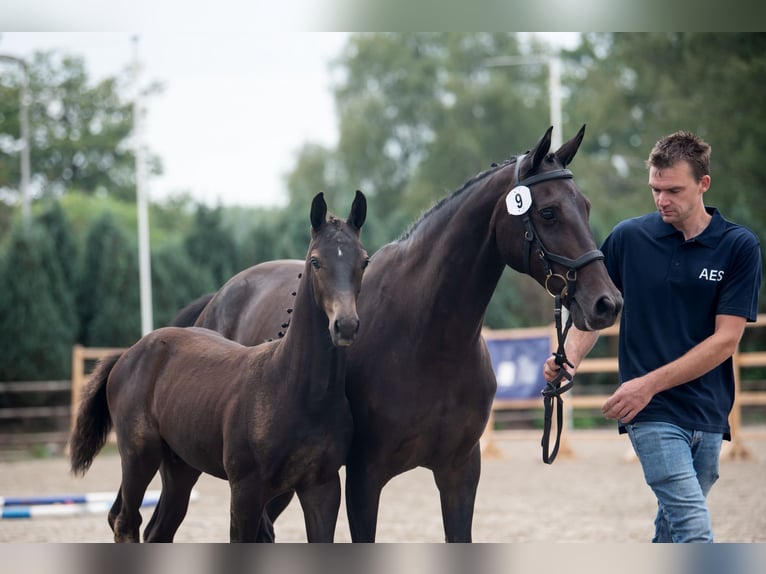 Holstein Giumenta 14 Anni 165 cm Baio in Waddinxveen