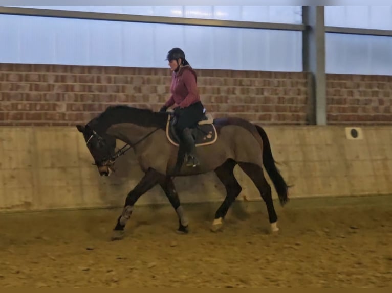 Holstein Giumenta 14 Anni 165 cm Baio nero in Wachtendonk