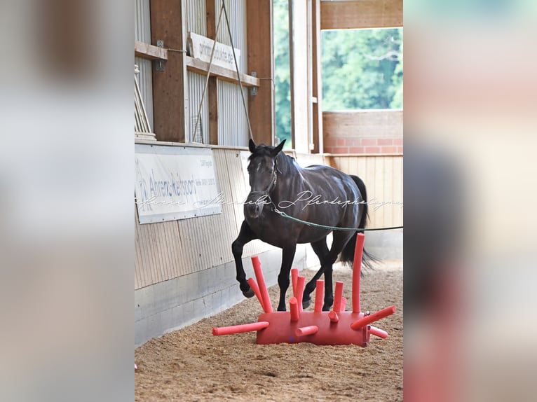Holstein Giumenta 14 Anni 165 cm Baio scuro in Bendestorf