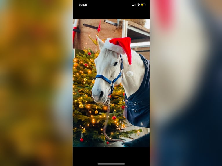 Holstein Giumenta 14 Anni 167 cm in Leck