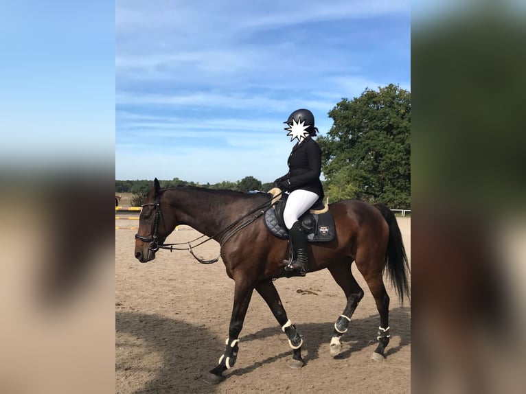 Holstein Giumenta 14 Anni 168 cm Baio scuro in Blizanów