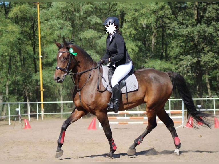 Holstein Giumenta 14 Anni 168 cm Baio scuro in Blizanów