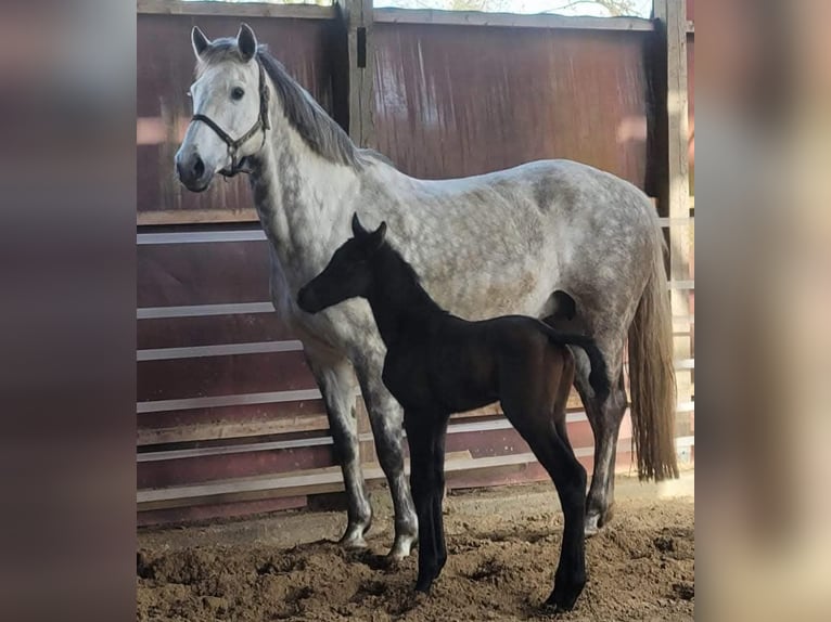 Holstein Giumenta 14 Anni 168 cm Grigio in Neubörger