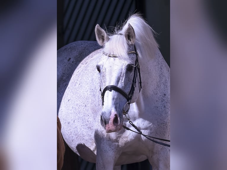 Holstein Giumenta 14 Anni 170 cm Grigio in Schierensee