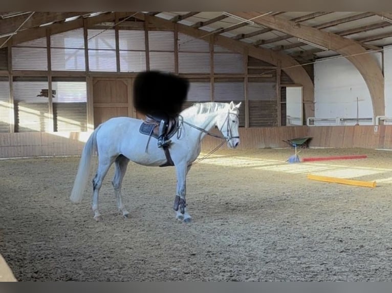 Holstein Giumenta 14 Anni 172 cm Grigio in Buchen (Odenwald)