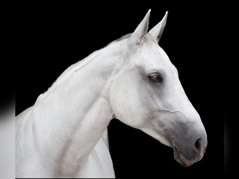 Holstein Giumenta 14 Anni 172 cm Grigio in Buchen (Odenwald)