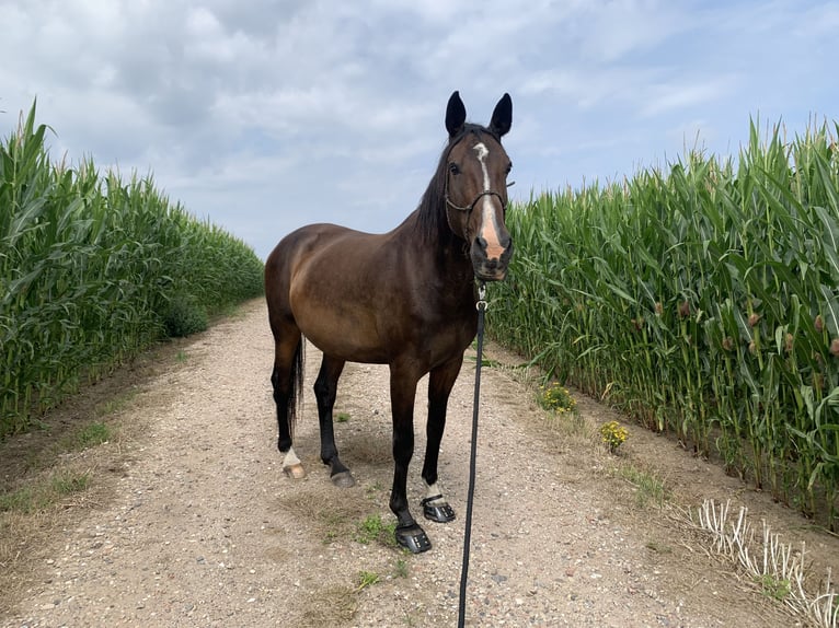 Holstein Giumenta 14 Anni 174 cm Baio in Kiel