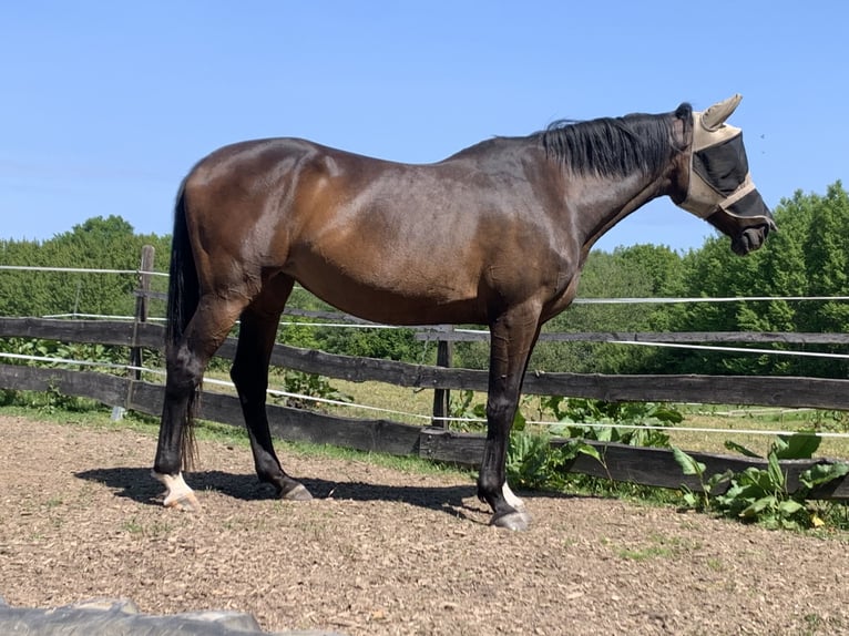 Holstein Giumenta 14 Anni 174 cm Baio in Kiel