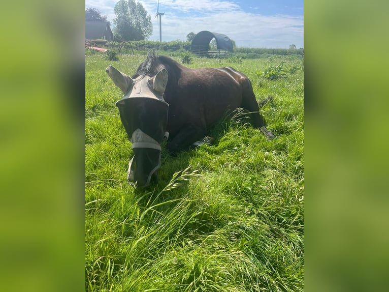 Holstein Giumenta 14 Anni 174 cm Baio in Kiel