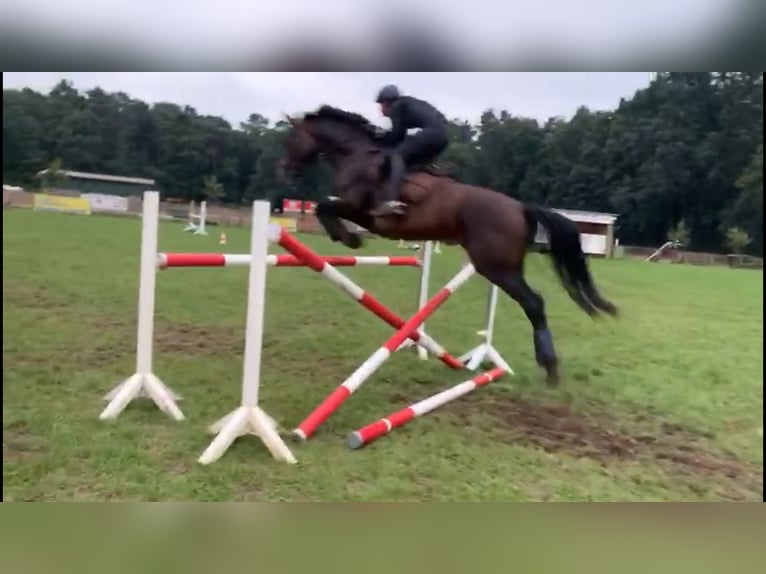Holstein Giumenta 14 Anni 175 cm Baio scuro in Wedemark