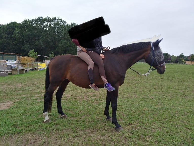Holstein Giumenta 14 Anni 175 cm Baio scuro in Wedemark