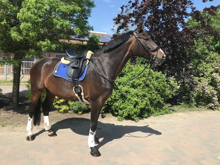 Holstein Giumenta 14 Anni 175 cm Baio scuro in Wedemark